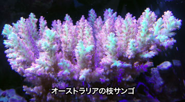 オーストラリアの枝サンゴ